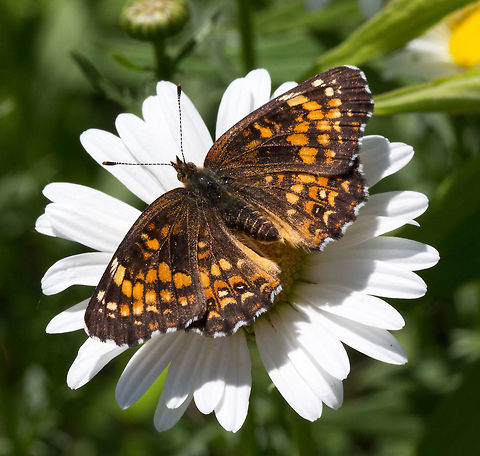 Harriss Checkerspot, (Chlosyne harrisii)  Canada,Chlosyne harrisii,Geotagged,Harriss Checkerspot,Spring