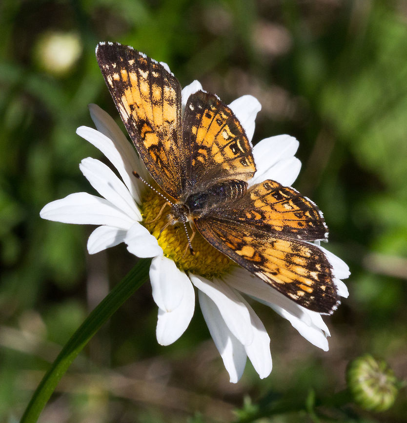 Harriss Checkerspot, (Chlosyne harrisii)  Canada,Chlosyne harrisii,Geotagged,Harriss Checkerspot,Spring