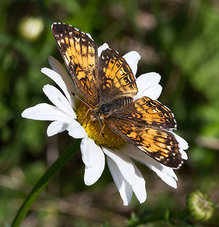 Harriss Checkerspot, (Chlosyne harrisii)  Canada,Chlosyne harrisii,Geotagged,Harriss Checkerspot,Spring