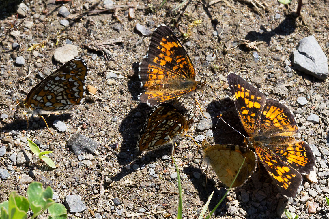 Harriss Checkerspot, (Chlosyne harrisii)  Canada,Chlosyne harrisii,Geotagged,Harriss Checkerspot,Spring