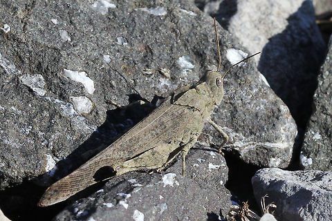 Carolina grasshopper,   (Dissosteira carolina)  Canada,Carolina grasshopper,Dissosteira carolina,Geotagged,Summer