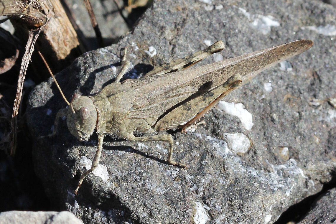 Carolina grasshopper,   (Dissosteira carolina)  Canada,Carolina grasshopper,Dissosteira carolina,Geotagged,Summer