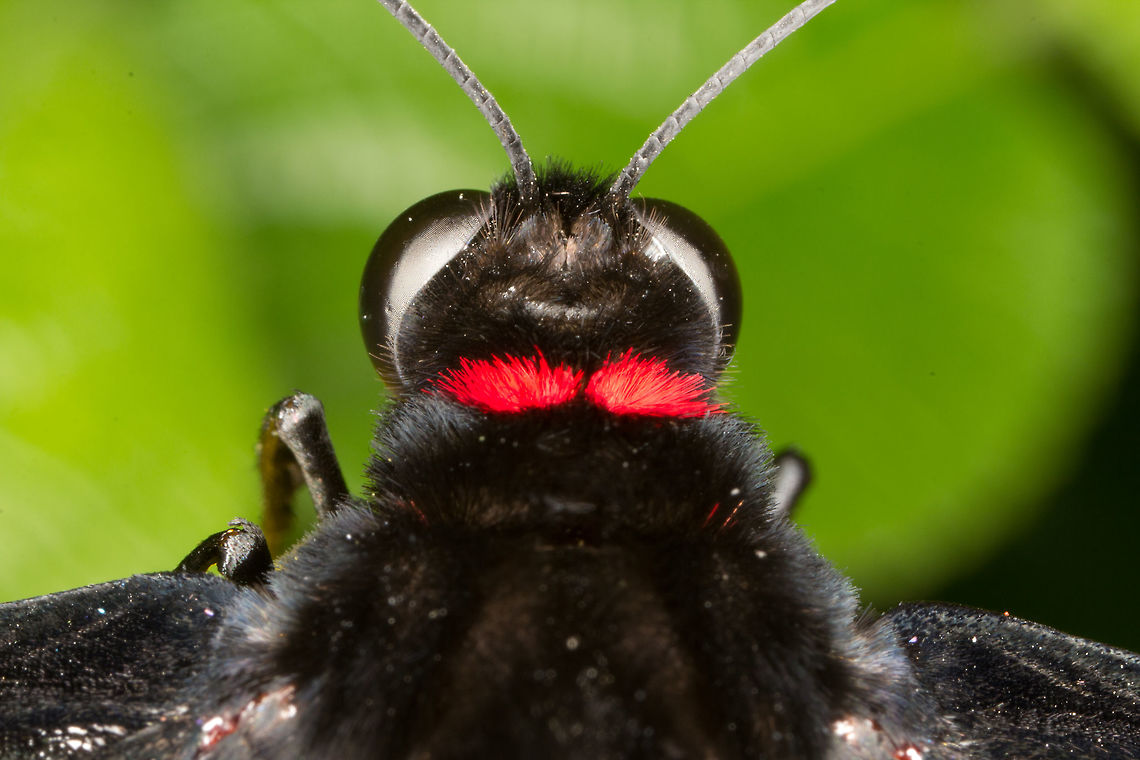 Dr. Platens Birdwing, (Troides plateni)* * Photograph taken at the MONTREAL SPACE for LIFE. Canada,Dr. Platens Birdwing,Geotagged,Spring,Troides plateni