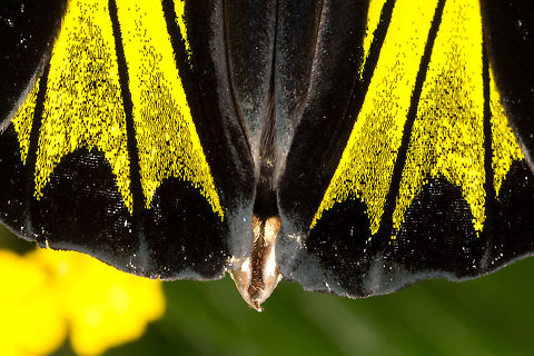 Dr. Platens Birdwing, (Troides plateni)* * Photograph taken at the MONTREAL SPACE for LIFE. Canada,Dr. Platens Birdwing,Geotagged,Spring,Troides plateni
