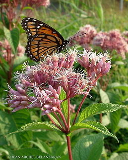 Hollow Joe-Pye weed,  (Eutrochium fistulosum)  Canada,Eutrochium fistulosum,Geotagged,Summer