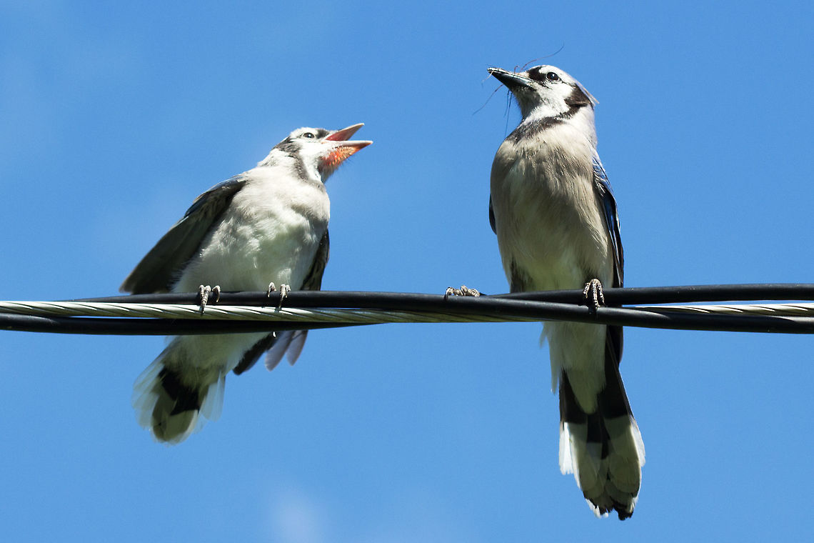 Blue jay, (Cyanocitta cristata) One adult feeding an insect or spider to one of its fledglings. Blue jay,Canada,Cyanocitta cristata,Geotagged,Spring