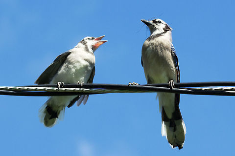 Blue jay, (Cyanocitta cristata) One adult feeding an insect or spider to one of its fledglings. Blue jay,Canada,Cyanocitta cristata,Geotagged,Spring