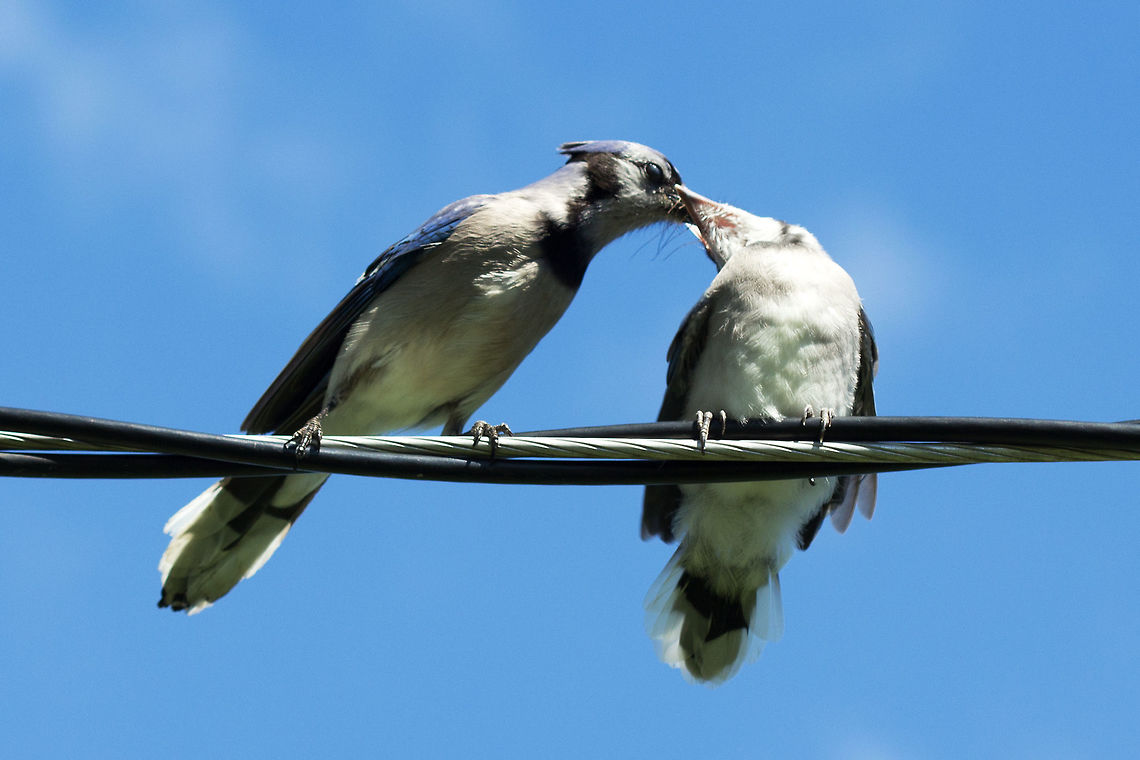 Blue jay, (Cyanocitta cristata) One adult feeding an insect or spider to one of its fledglings. Blue jay,Canada,Cyanocitta cristata,Geotagged,Spring