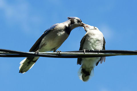 Blue jay, (Cyanocitta cristata) One adult feeding an insect or spider to one of its fledglings. Blue jay,Canada,Cyanocitta cristata,Geotagged,Spring