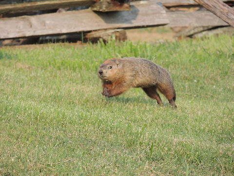 Groundhog running  Groundhog,Marmota monax