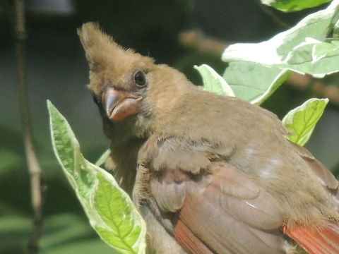 Northern Cardinal juvenile  Cardinalis cardinalis,Northern Cardinal