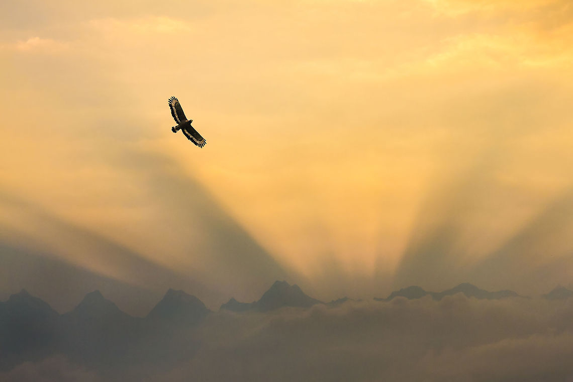 First Flight At Dawn Clicked this bird (crested serpent eagle) over  Himalayan peaks named panchachuli peaks.  Crested Serpent Eagle,Dawn,Eagal,First Flight,Spilornis cheela,Worm Light