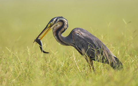 Catch The purple heron (Ardea purpurea) is a wide ranging species of wading bird in the heron family, Ardeidae, breeding in Africa, central and southern Europe, and southern and eastern Asia.  Ardea purpurea,Purple Heron,bird,purple heron