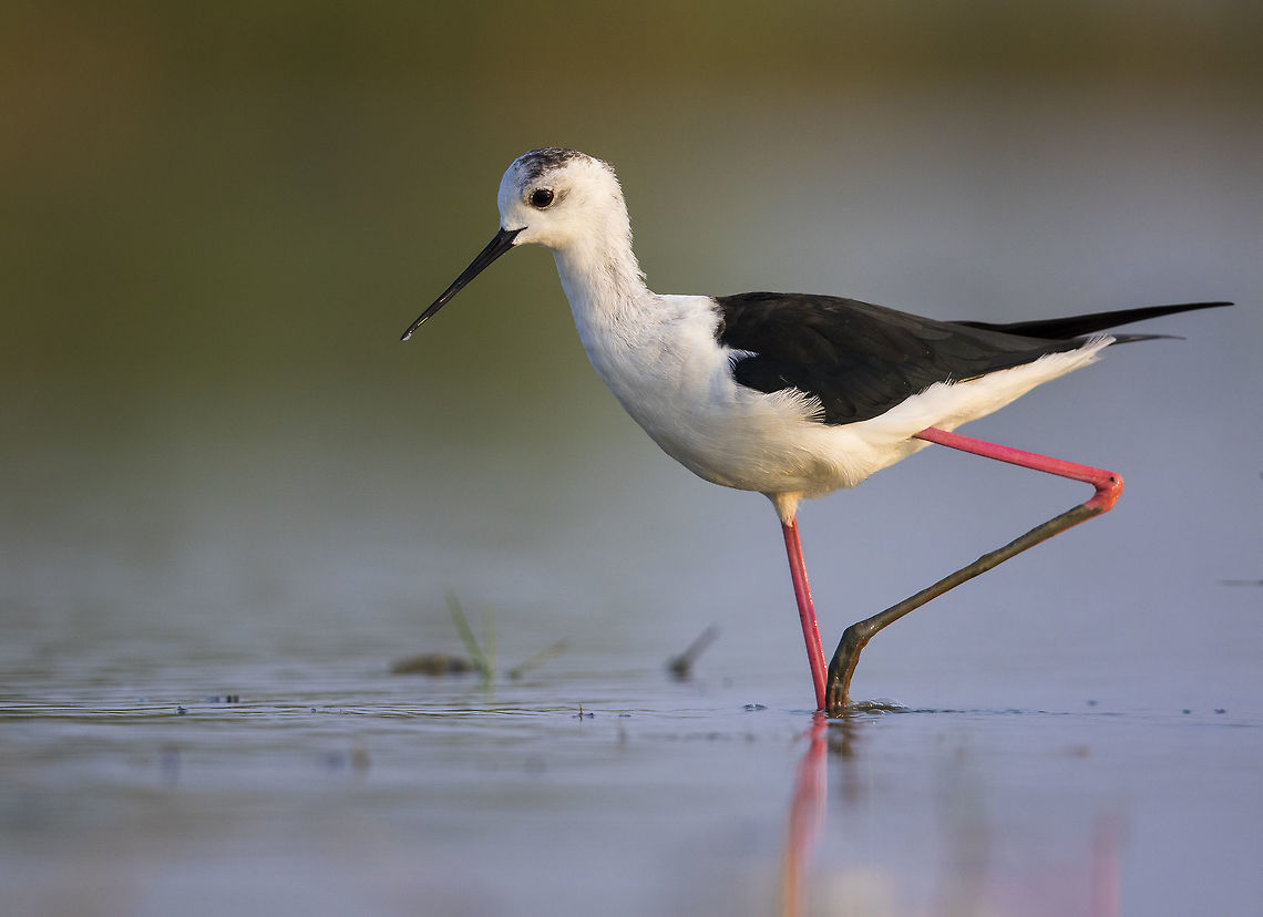 Statue The black-winged stilt, common stilt, or pied stilt (Himantopus himantopus) is a widely distributed very long-legged wader in the avocet and stilt family (Recurvirostridae).  Bird,Black-winged Stilt,Common Stilt,Himantopus himantopus