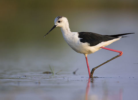 Statue The black-winged stilt, common stilt, or pied stilt (Himantopus himantopus) is a widely distributed very long-legged wader in the avocet and stilt family (Recurvirostridae).  Bird,Black-winged Stilt,Common Stilt,Himantopus himantopus