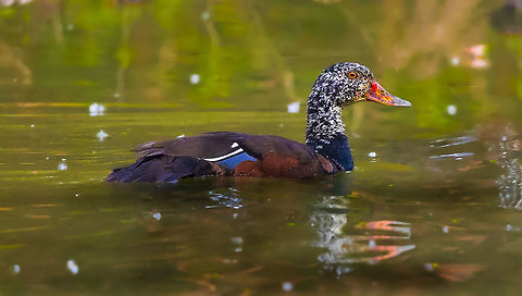 white winged wood duck One of the most endangered birds in the world is the white winged wood duck (Cairina scutulata). It was once distributed widely across north-east India and south-east Asia. But now, only about 800 survive in the wild of which about 450 are present in India, Bangladesh and Myanmar. In India, the duck is limited to Assam and Arunachal Pradesh. Due to its ghostly call, it is called &lsquo;Deo Hans&rsquo; or Spirit Duck in Assamese. 

It has a black body, a white head that is thickly spotted with black, conspicuous white patches on the wings and red or orange eyes. Its average length is about 81 cm. The sexes are more or less alike, the male having more gloss on the plumage, and being much larger and heavier. 

It mostly resides in dense tropical evergreen forest and is known to prefer inaccessible swampy areas formed by numerous rivers, streams, etc. The duck is generally found in pairs or in small parties of four to six, though parties of more than 10 are also recorded. It loves shade and spends most of the day in secluded jungle pools, occasionally perching on the trees during the day. 

It is a crepuscular bird as it is most active at dusk and dawn. The adults are largely omnivorous. The food consists of plant and animal material, aquatic plants, seed of wild and cultivated plants, aquatic insects, crustaceans, molluscs, frogs, snakes and fishes. It breeds in the hollows of trees, during summer months.

The severe decline in the duck&rsquo;s population is largely attributed to the destruction, degradation and disturbance of riverine habitats including loss of riparian forest corridors. The resultant small, fragmented populations are vulnerable to extinction due to loss of genetic variability, disturbance, hunting and collection of eggs and chicks for food or pets. More local threats to the bird include inappropriate forest management, and pollution.

WWF-India is working to conserve the habitats of white winged wood duck though its Western Arunachal Pradesh and North Bank Landscapes programmes in Arunachal Pradesh and Assam respectively. Asarcornis scutulata,White-winged duck,white winged wood duck