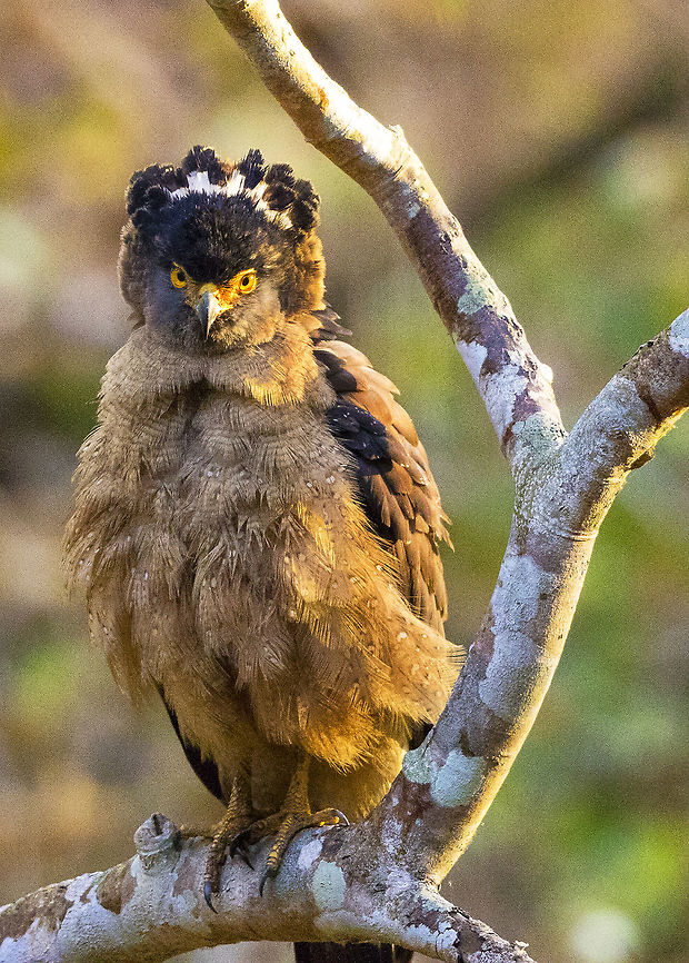 The Crest of crested serpent eagle The Crest of crested serpent eagle Crested Serpent Eagle,Spilornis cheela