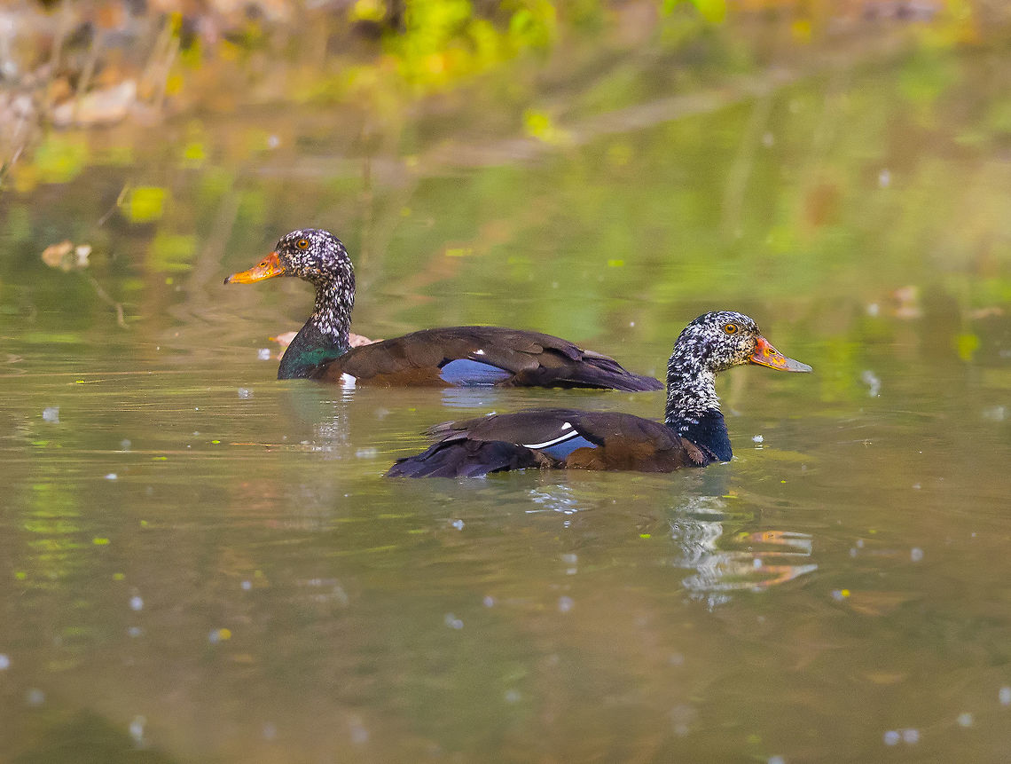 white winged wood duck couple white winged wood duck couple Asarcornis scutulata,White-winged duck