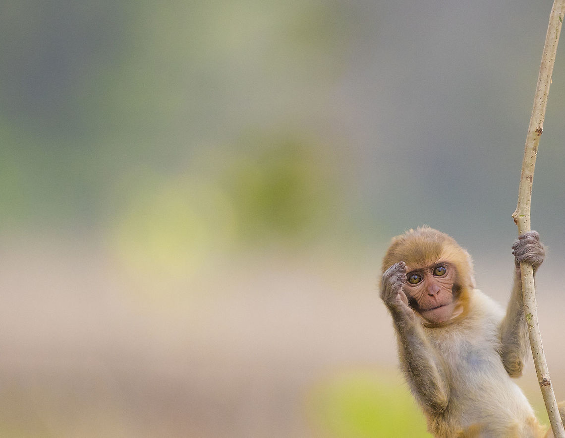 Hello Friends. Hello Friends Hello,Hello Friends,Macaca mulatta,Monkey,Rhesus macaque