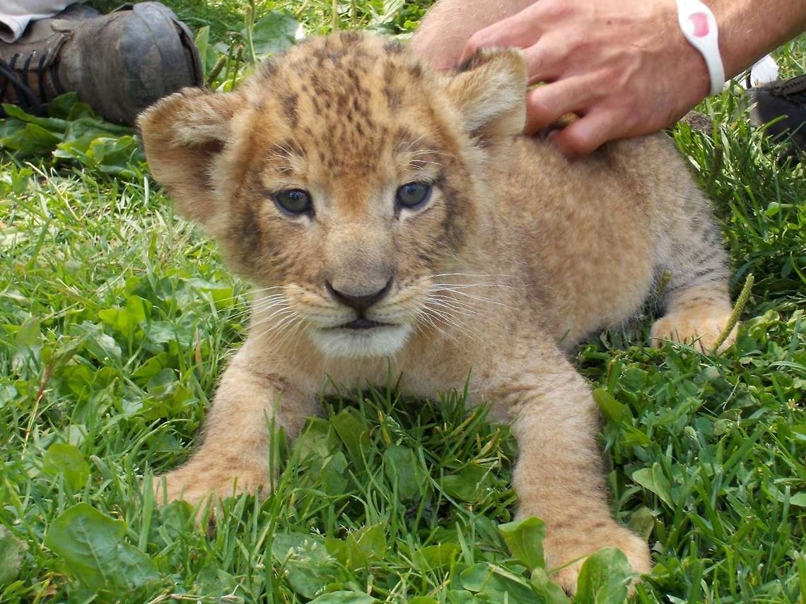 lion cub lion cub, approximately 1 month old King of the Jungle...not quite yet