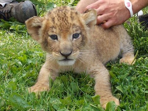 lion cub lion cub, approximately 1 month old King of the Jungle...not quite yet
