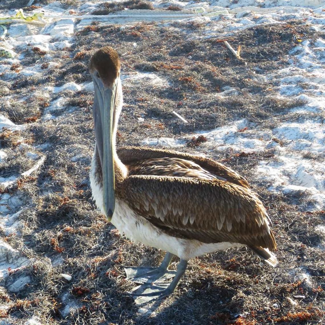 Brown pelican pelican on the beach in Cancun, Mexico Brown pelican,Pelecanus occidentalis,pelicano