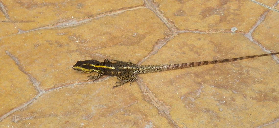 neighbourhood lizard this little guy lives in our neighbourhood in Cancun, Mexico....if you know what kind of lizard it is please let me know Basiliscus vittatus,Brown Basilisk
