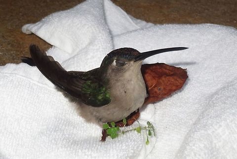 Humming bird this little guy is a humming bird that we rescued in a resort in Tulum, Mexico