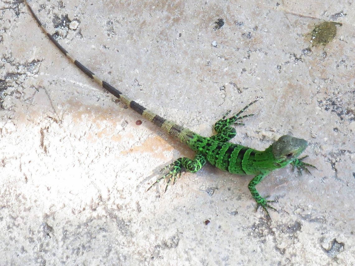 Green Iguana Baby green iguana, taken in Cancun Mexico<br />
Just a wee guy catching some rays in the Cancun sunshine Green iguana,Iguana iguana