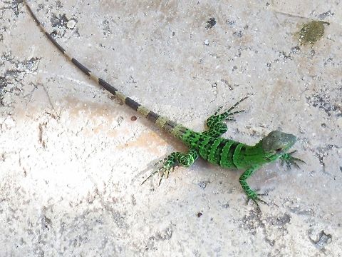 Green Iguana Baby green iguana, taken in Cancun Mexico
Just a wee guy catching some rays in the Cancun sunshine Green iguana,Iguana iguana