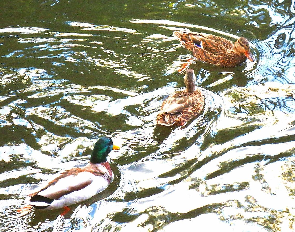Life goes on swimmingly These are ducks that live in Edwards Gardens in Toronto Anas platyrhynchos,mallard duck