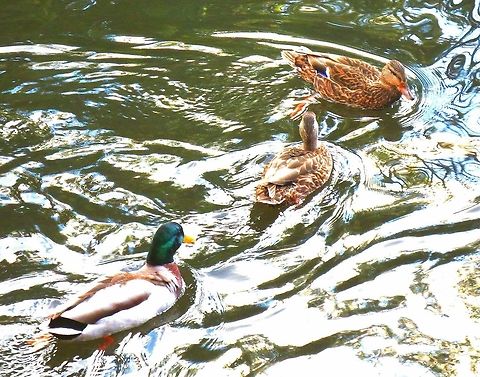 Life goes on swimmingly These are ducks that live in Edwards Gardens in Toronto Anas platyrhynchos,mallard duck