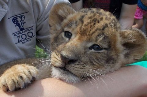 Adorable lion cub Month old lion cub taken at the Bowmanville zoo in Ontario Canada Lion,Male lion cub,Panthera leo
