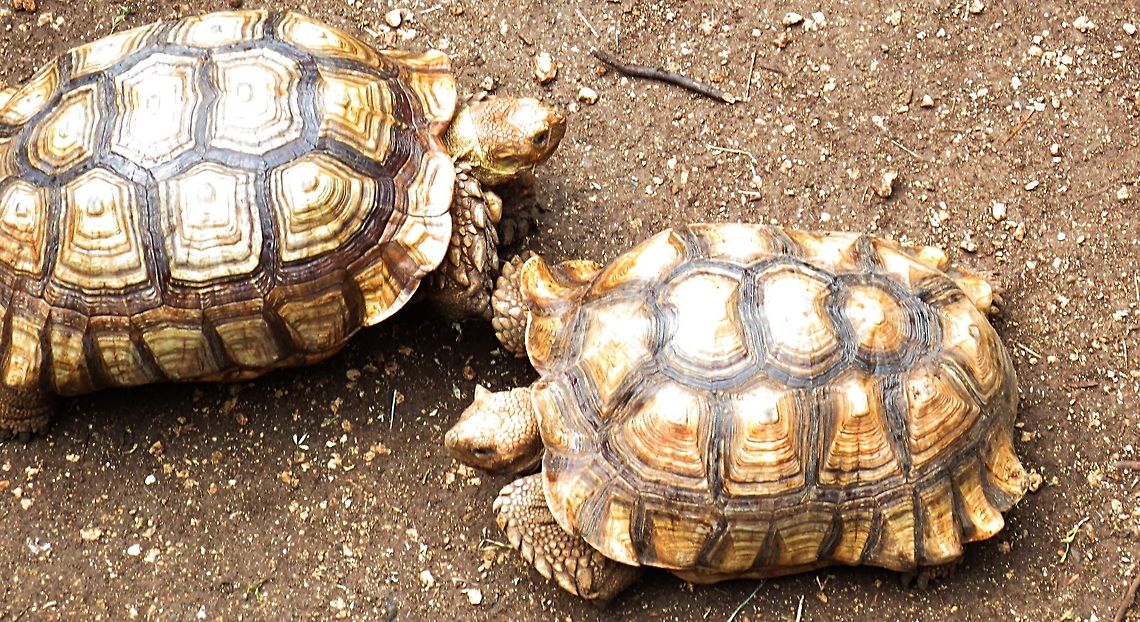 tortoises taken at an animal park outside of Tulum Mexico African spurred tortoise,Centrochelys sulcata,I'll go right okay,You go left