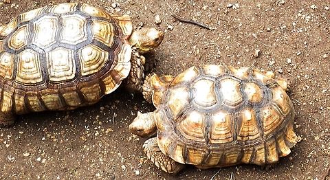 tortoises taken at an animal park outside of Tulum Mexico African spurred tortoise,Centrochelys sulcata,I'll go right okay,You go left
