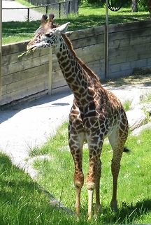 Um Um good Young giraffe taken at the Toronto zoo Giraffa camelopardalis,Giraffe