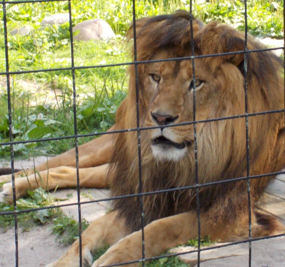 A king at rest, this is the lion who starred in George of the jungle he is also the father of the cubs whose pictures I have shared Lion,Panthera leo