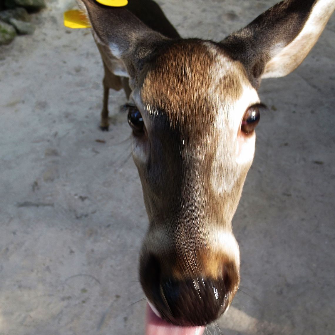 love at first lick Not my best photo, but I love this picture because this young reindeer really took a liking to me &amp; kept trying to lick me...too much salt in my diet I think Odocoileus virginianus,Reindeer,White-tailed Deer