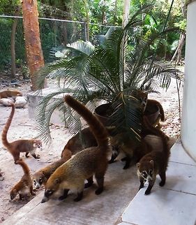 the welcoming committee When we went to tour El Mecca Ruins in Cancun we were greeted by a family of coatis Nasua nasua,South American Coati