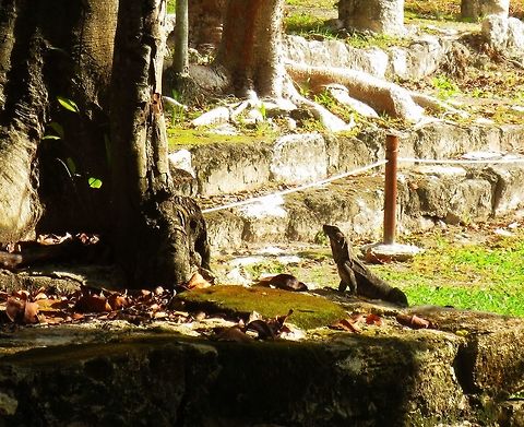 An iguana in the ruins This picture was taken at the El Mecca ruins in Cancun, Mexico Green Iguana,Green iguana,Iguana iguana