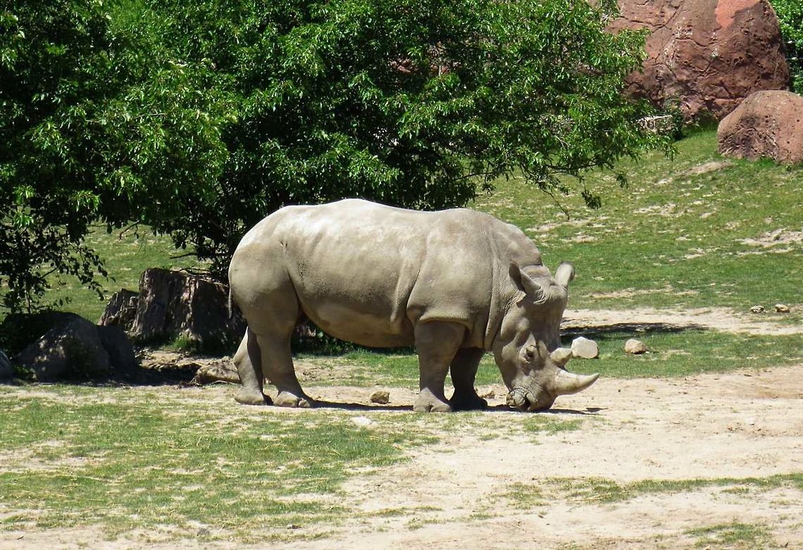 just munching away This photo was taken at the metro Toronto Zoo Ceratotherium simum,White rhinoceros