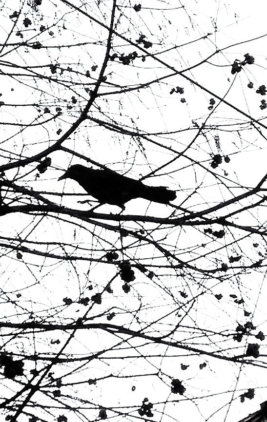 winter crow a bleached sky was a perfert backdrop for a black crow. Fall,Geotagged,United States