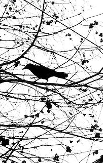 winter crow a bleached sky was a perfert backdrop for a black crow. Fall,Geotagged,United States