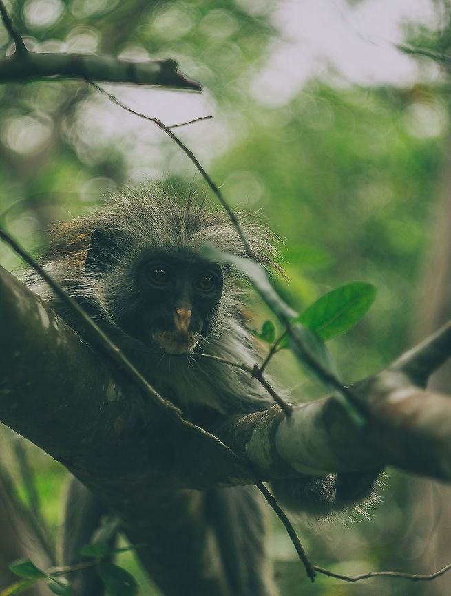 Zanzibar red colobus This picture was made on island Zanziba in the jungler.<br />
On the picture you can see Zanzibar red colobus.<br />
 Africa,Monkeys,canon,jungle,monkey,nature,tanzania