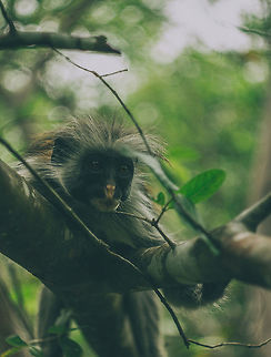 Zanzibar red colobus This picture was made on island Zanziba in the jungler.
On the picture you can see Zanzibar red colobus.
 Africa,Monkeys,canon,jungle,monkey,nature,tanzania