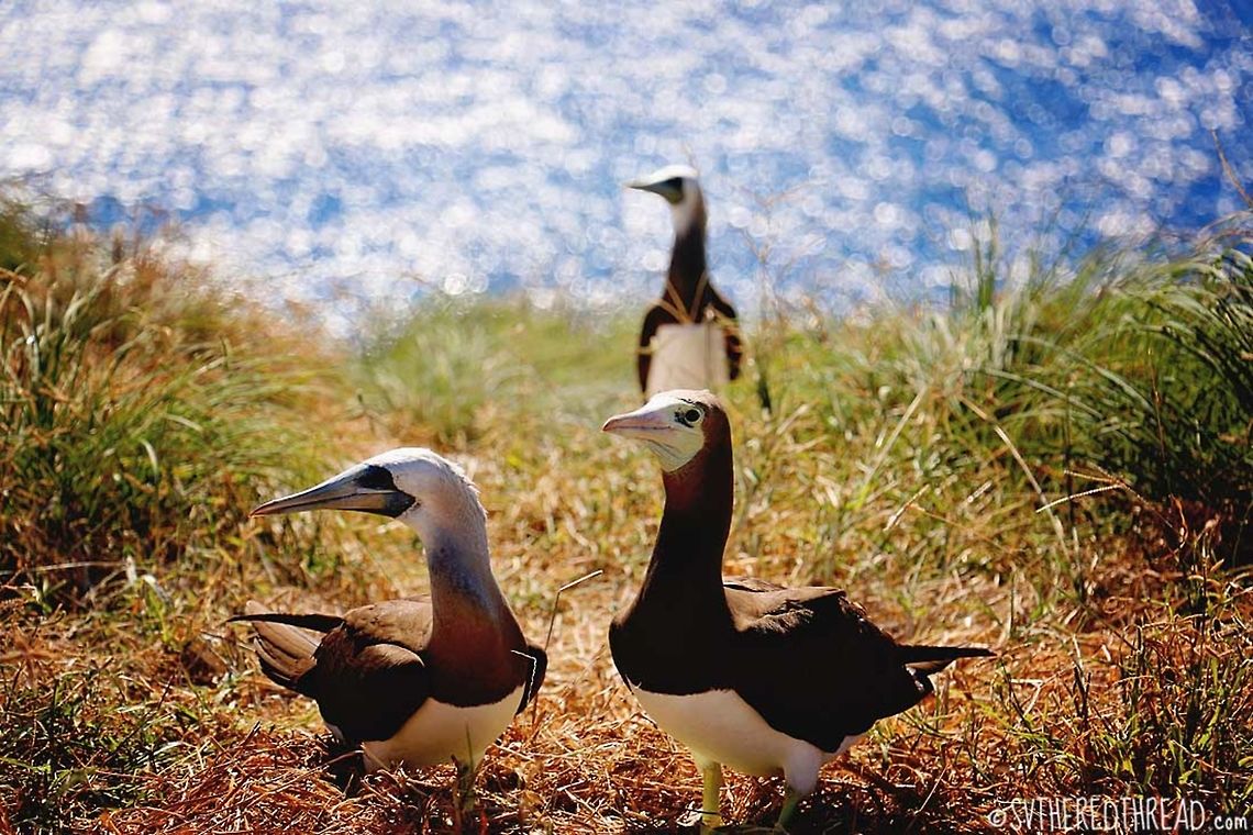 Isla Isabela's Brown Boobies Brown boobies are strong seabirds who reside near warm, tropical waters. Their diet consists of fish that they catch or snatch from other birds. They hunt their prey by diving into ocean waters, a beautiful display of their fortitude and grace. The birds may mate for life and males and females care jointly for their young, who require nurturing for 20 or more weeks. This photo was taken atop a nesting bluff at Isla Isabela, a remote island off the coast of Pacific Mexico. Brown Booby,Brown booby,Geotagged,Mexico,Sula leucogaster,Winter