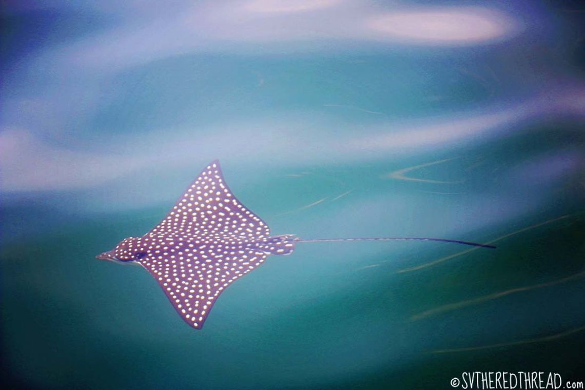 Soaring in Bahia de Manzanillo The eagle ray is a spectacular creature found soaring through warm ocean waters around the globe. It may be observed independently or within a school and is found in open waters up to 200 feet deep. It may also be found in shallower bays, such as the one where this photo was taken. Eagle rays can grow to be immense in size, weighing over 500 pounds and spanning nearly 10 feet. When pursued, they can leap elegantly out of the water and appear to be flying. Among other things, their diet consists of clams, shrimp, and squid. Aetobatus narinari,Cuba,Geotagged,Mexico,Pacific Ocean,Spotted eagle ray,Winter,bonnet skate