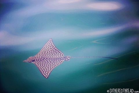 Soaring in Bahia de Manzanillo The eagle ray is a spectacular creature found soaring through warm ocean waters around the globe. It may be observed independently or within a school and is found in open waters up to 200 feet deep. It may also be found in shallower bays, such as the one where this photo was taken. Eagle rays can grow to be immense in size, weighing over 500 pounds and spanning nearly 10 feet. When pursued, they can leap elegantly out of the water and appear to be flying. Among other things, their diet consists of clams, shrimp, and squid. Aetobatus narinari,Cuba,Geotagged,Mexico,Pacific Ocean,Spotted eagle ray,Winter,bonnet skate
