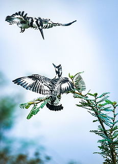 Pied Kingfisher Photo was taken in Kampala, Uganda Africa,Ceryle rudis,Kingfisher,Pied Kingfisher,Uganda