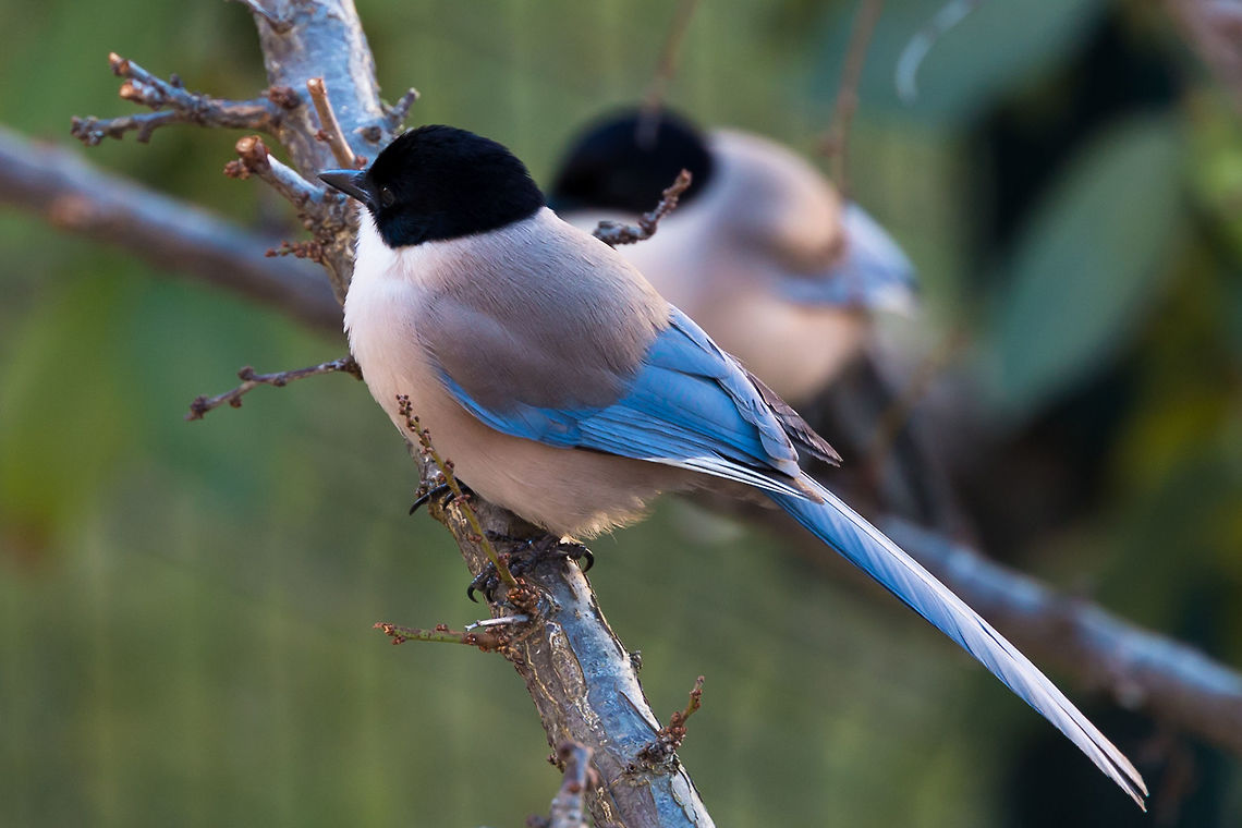Azure-Winged Magpie The bird was resting in a tree of my backyard. I took the shot from from the first floor of my house with the camouflage of the curtains. Algarve,Azure-Winged Magpie,Azure-winged magpie,Cyanopica cyanus,Geotagged,Portugal